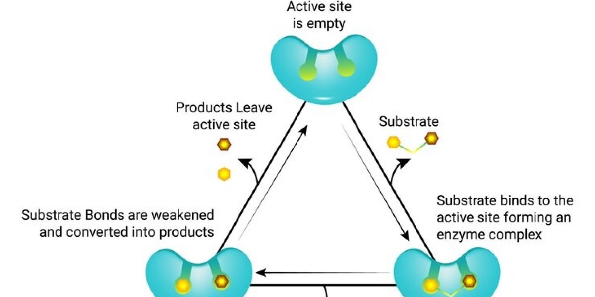 Investment Opportunities in the Growing Enzymes Market
