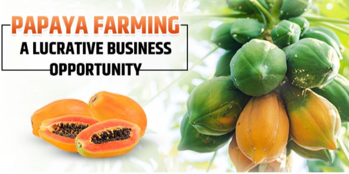 Guide to Papaya Farming in India