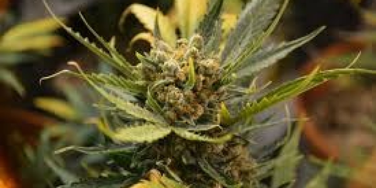 From Flower to Edibles: Understanding the Variety at a Weed Dispensary in Denver