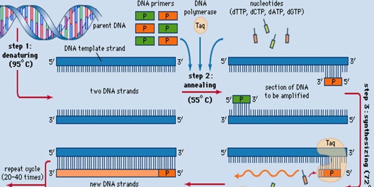 Top Drivers Behind PCR Technologies Market Growth to 2034