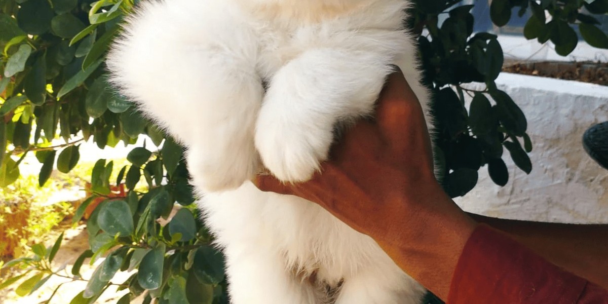 Cavapoo Puppies: Why This Designer Breed is Ideal for Families