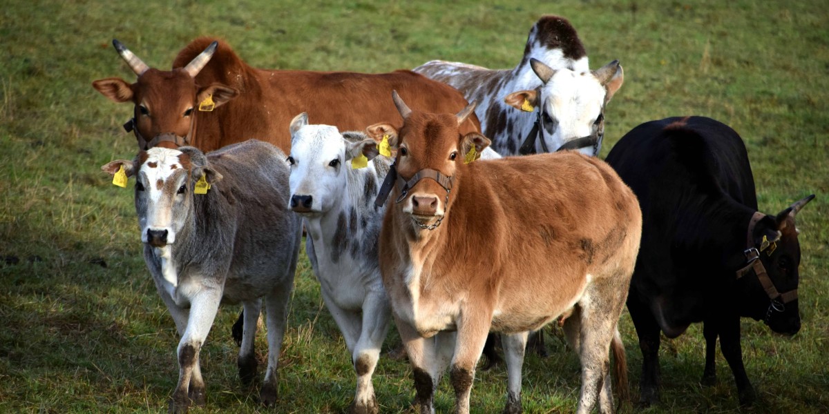 Animal Nutrition Market: Winning with Sustainable and Functional Ingredients