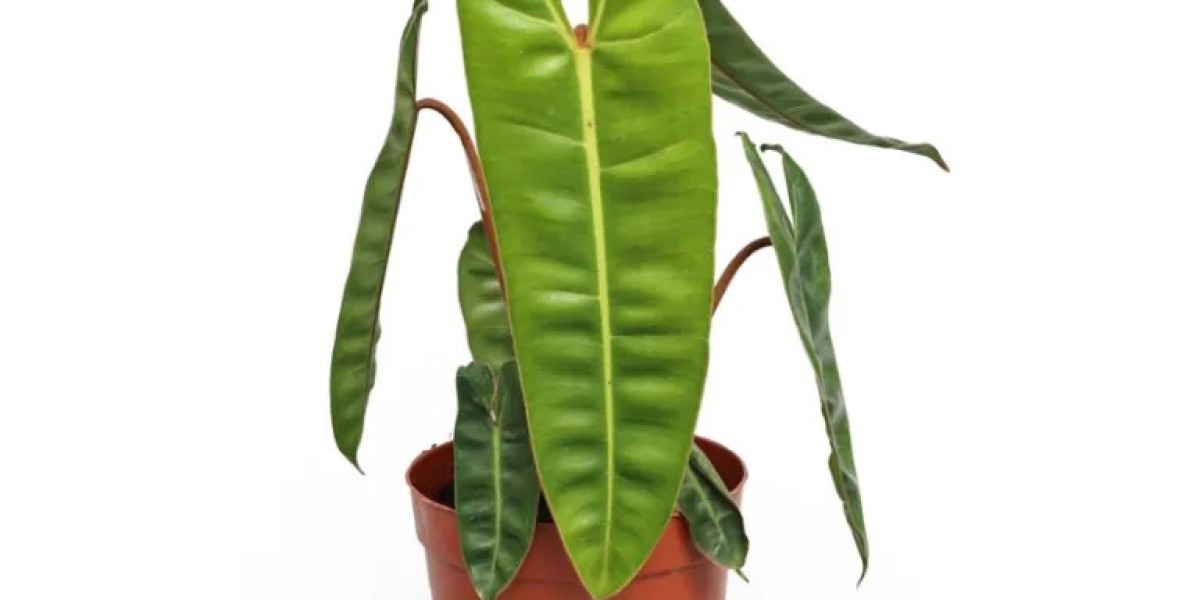 Young Plants: Setting Standards in the Tissue Culture Philodendron Market