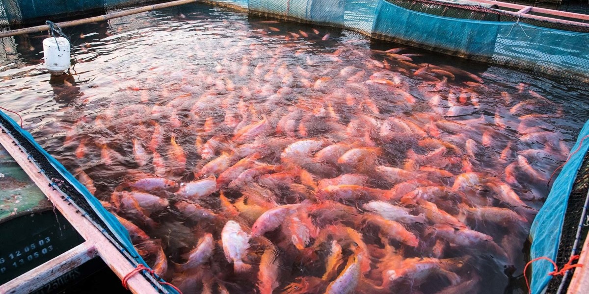 Aquaculture Feed Market Intelligence: Data-Driven Insights and Future Forecasts