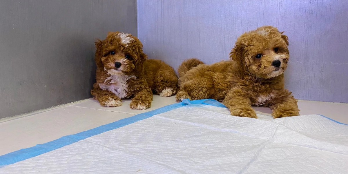 Toy Poodle Puppies: Small Size, Big Charm