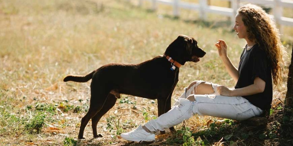 Houston Dog Training For Aggressive Dogs