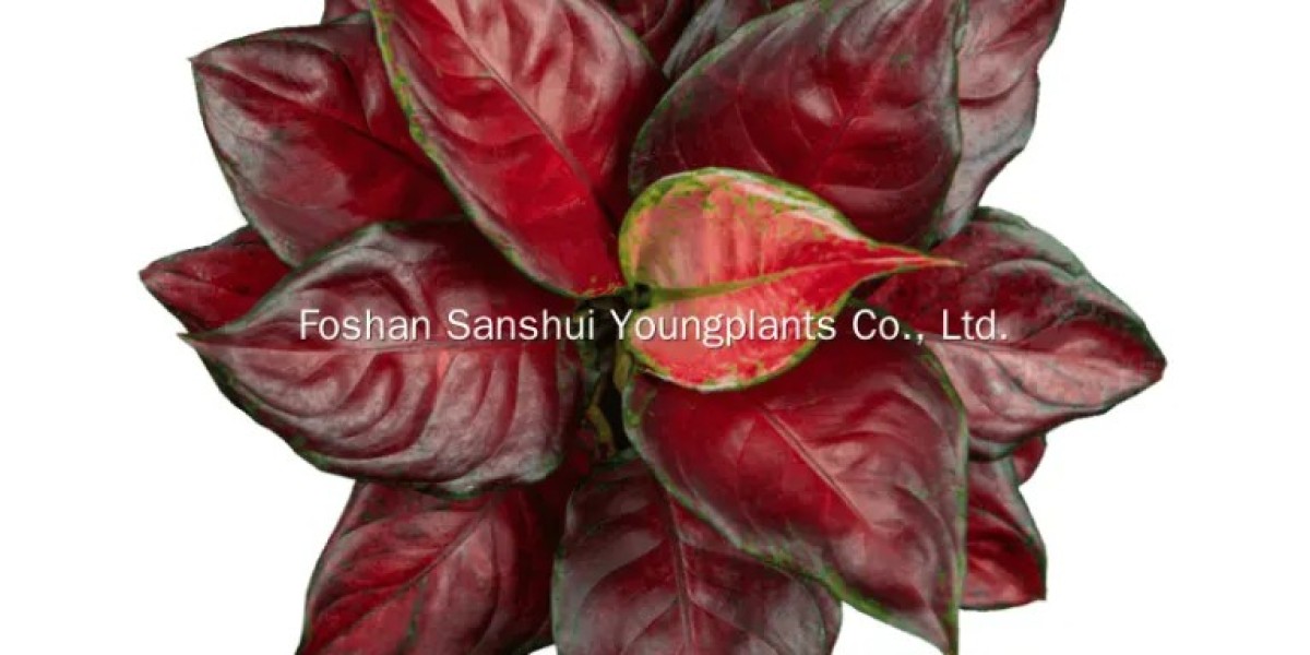 The Future of Horticulture: Innovations in Plug Plant Production
