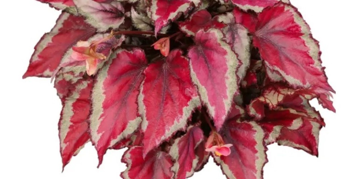 Young Plants: Innovating Begonia Propagation Techniques