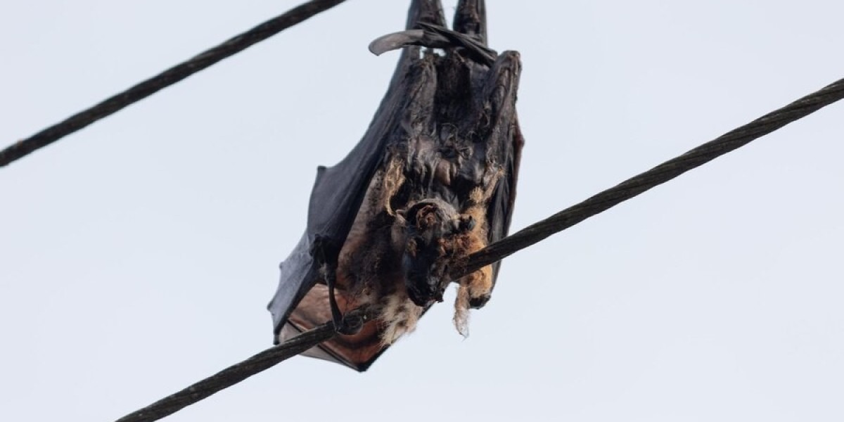 Top 5 Reasons You Need Professional Bat Removal Services