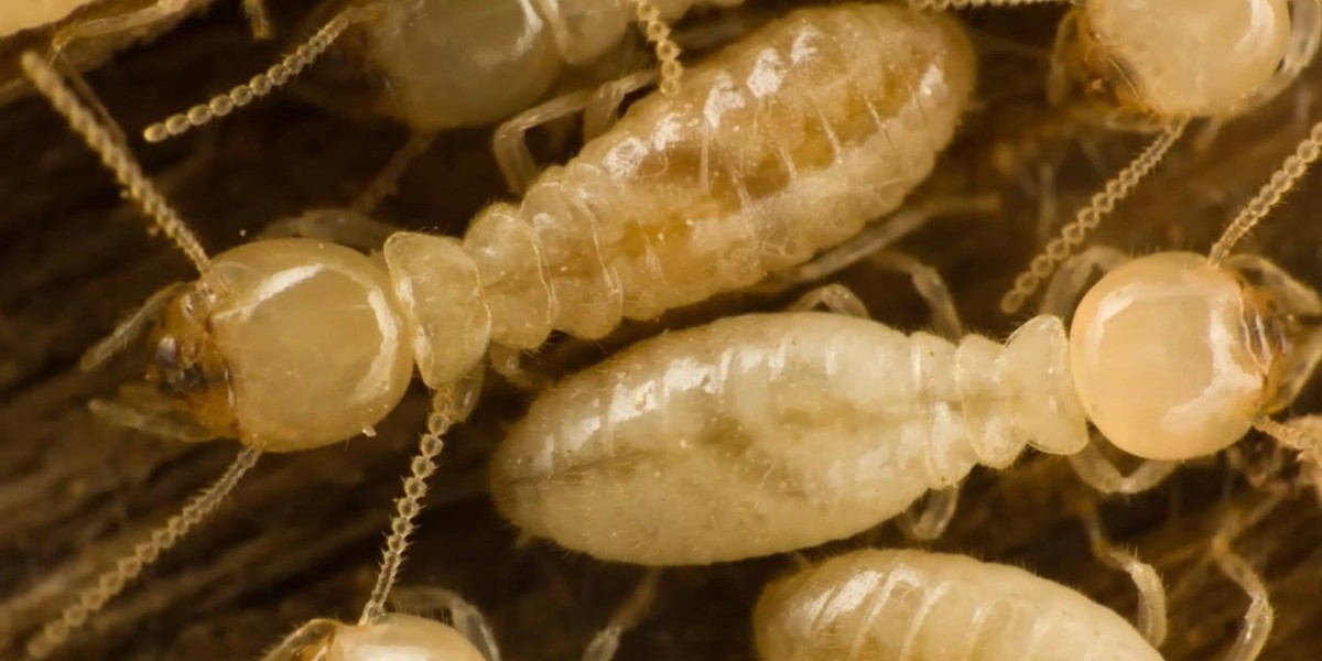 Why Termite Control Should Be a Priority for Toronto Homeowners