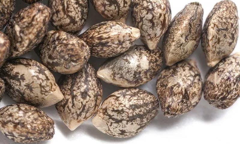 Cannabis Seeds Market