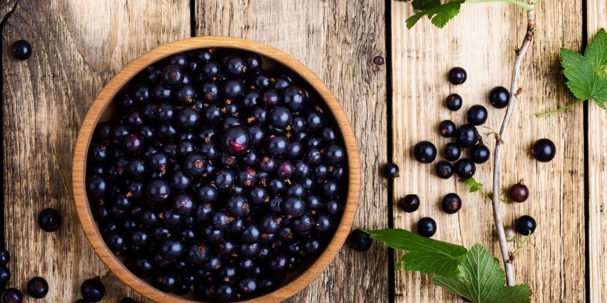 Blackcurrant Extract Market: Key Factors Impacting Growth and Demand