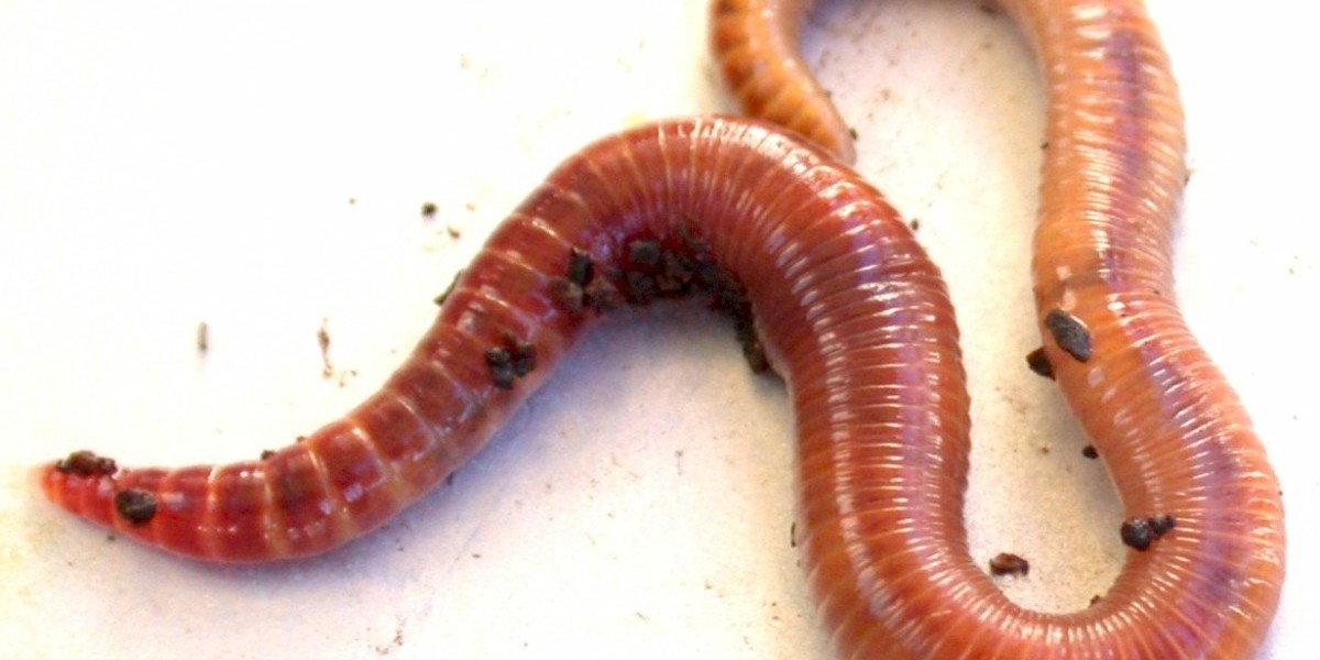 Earthworm Meal Market Competitive Analysis: Understanding Key Players and Market Dynamics