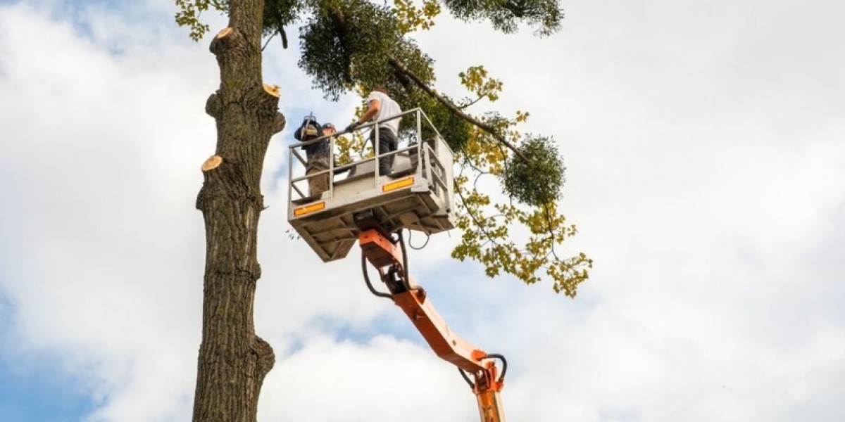 Risks of Hazardous Tree Limbs and How To Tackle Them in California
