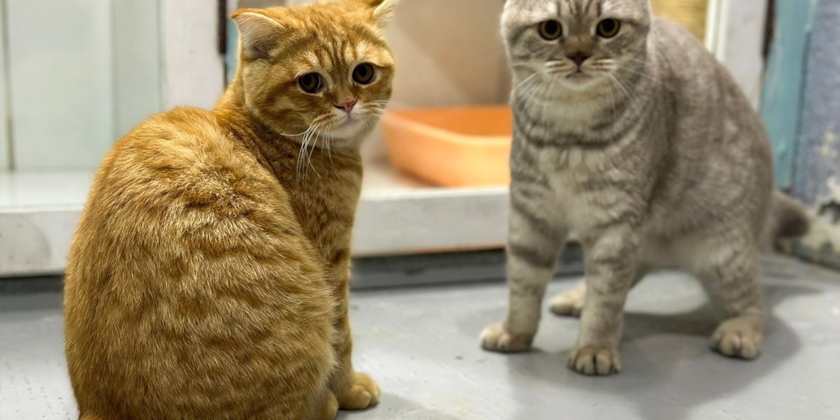 The Benefits of Cat Boarding for Busy Cat Owners