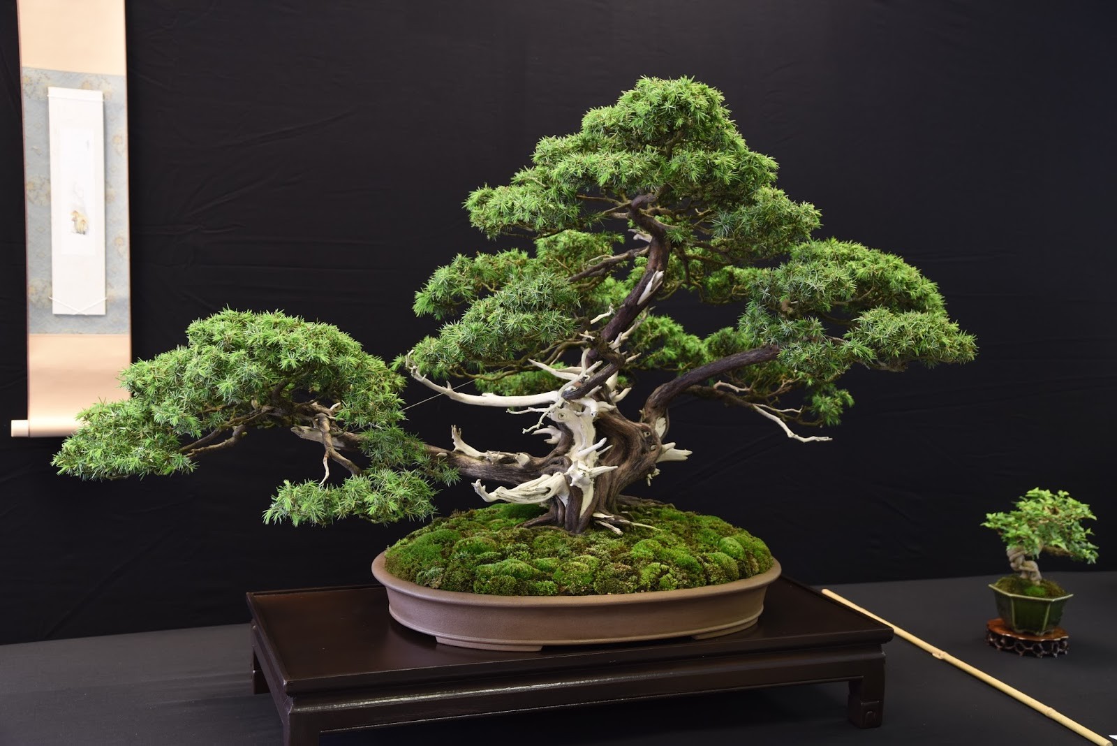 Bonsai market