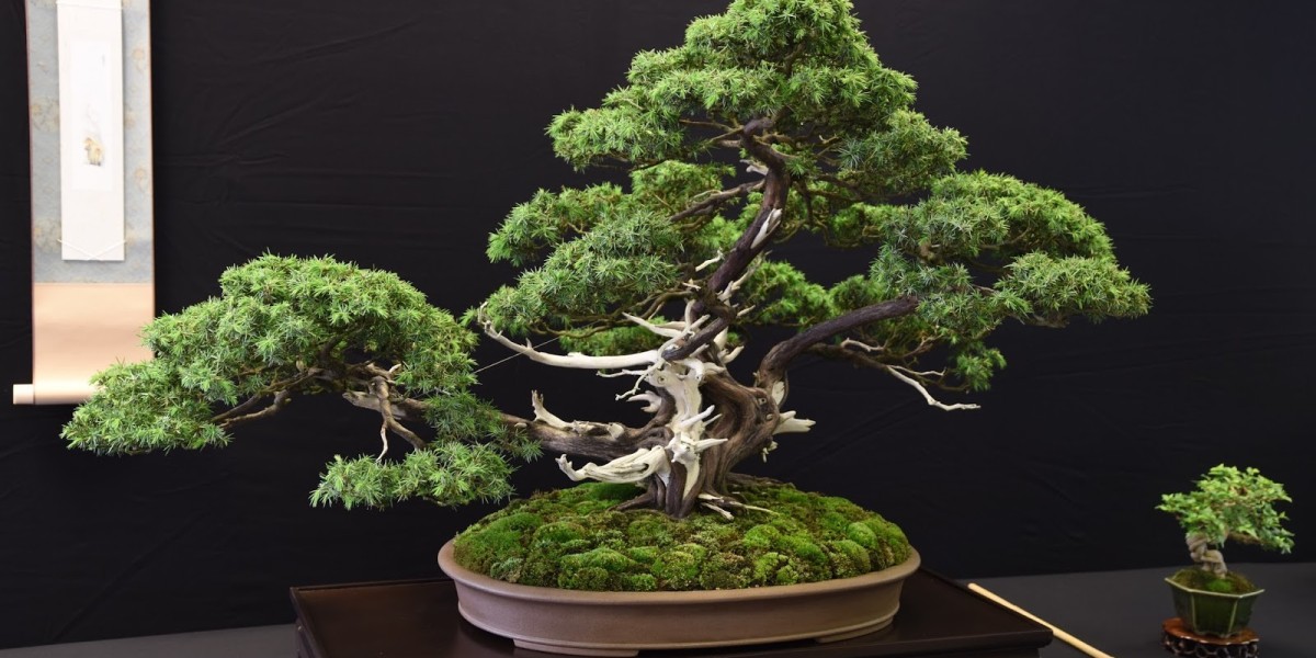 Bonsai Market Trends: Key Insights and Growth Projections for the Next Decade