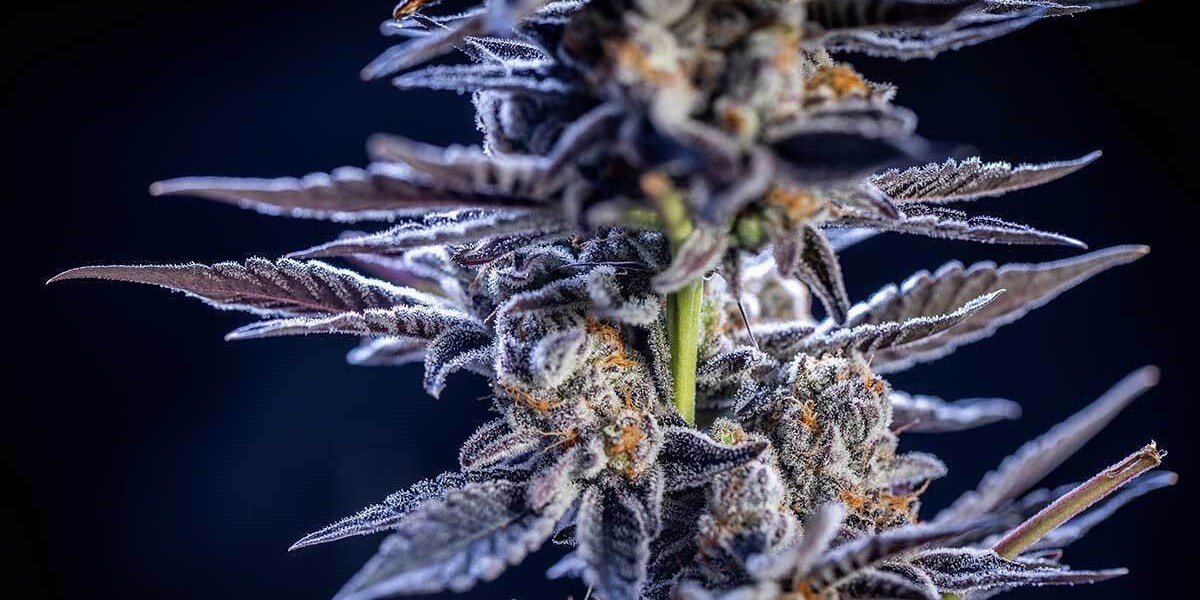 Want a Weed-Themed Colorado License Plate? Bid at the Fort Collins Weed Dispensary Auction