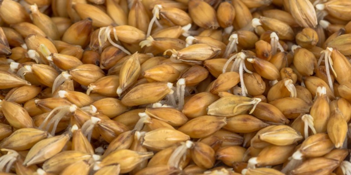 Malting Barley Production Cost Analysis Report 2024: Price Trends, Raw Materials Costs, and Industry Trends