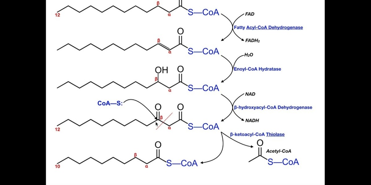 Fractionated Fatty Acid Market Growth Strategies: Innovations, Challenges, and Long-Term Forecast