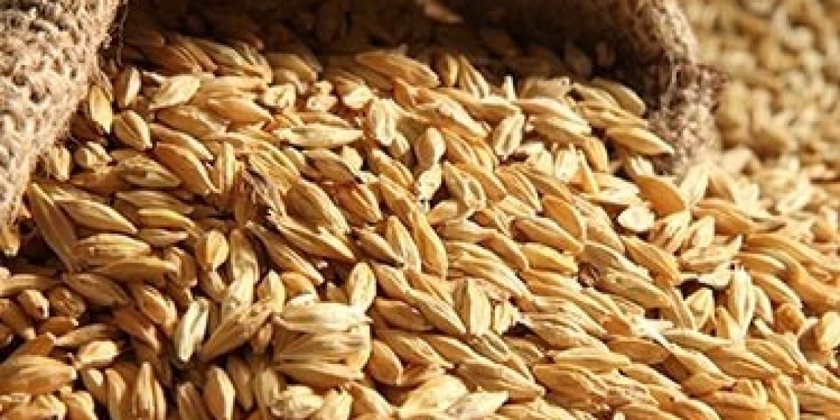 Barley Production Cost Analysis 2024, Manufacturing Process, Raw Materials Requirement and Capital Investment