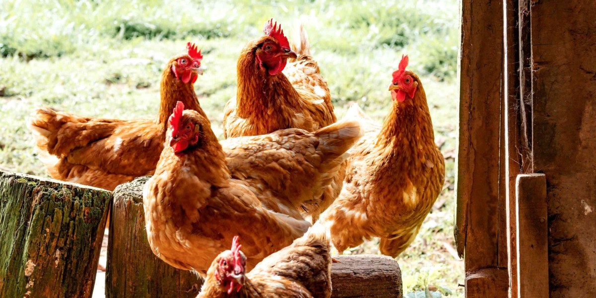 Poultry Feed Market Developments: Efficiency, Sustainability, and Health Solutions