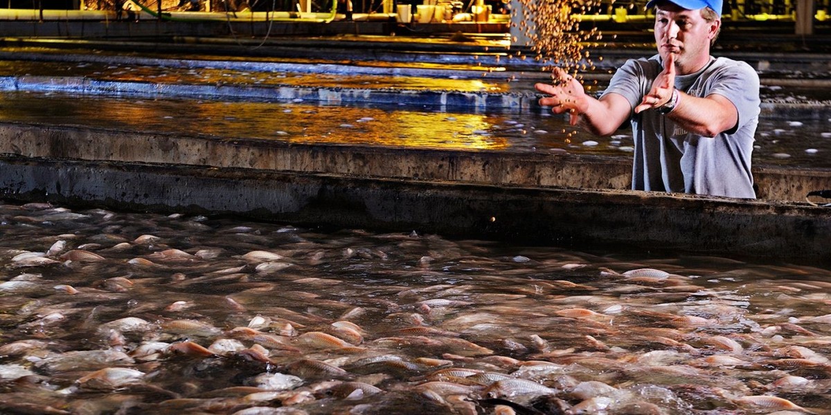 Aquaculture Market Challenges: Overcoming Barriers in the Global Aquaculture Supply Chain