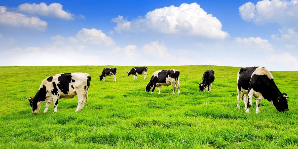 Animal Nutrition Market: Factors Fueling the Rising Demand