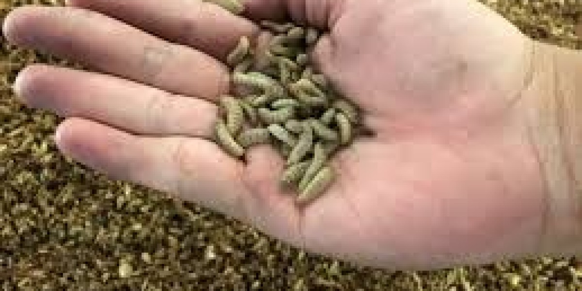 "Insect-Based Feed: Market Dynamics, Demand Trends, and Industry Outlook"