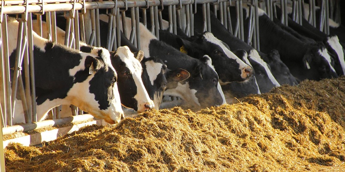 Cattle Feed Market: Key Growth Factors Driving Industry Expansion