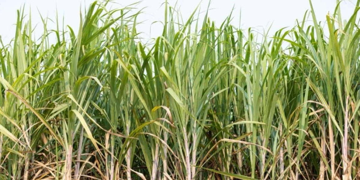 Sugarcane Farming in India