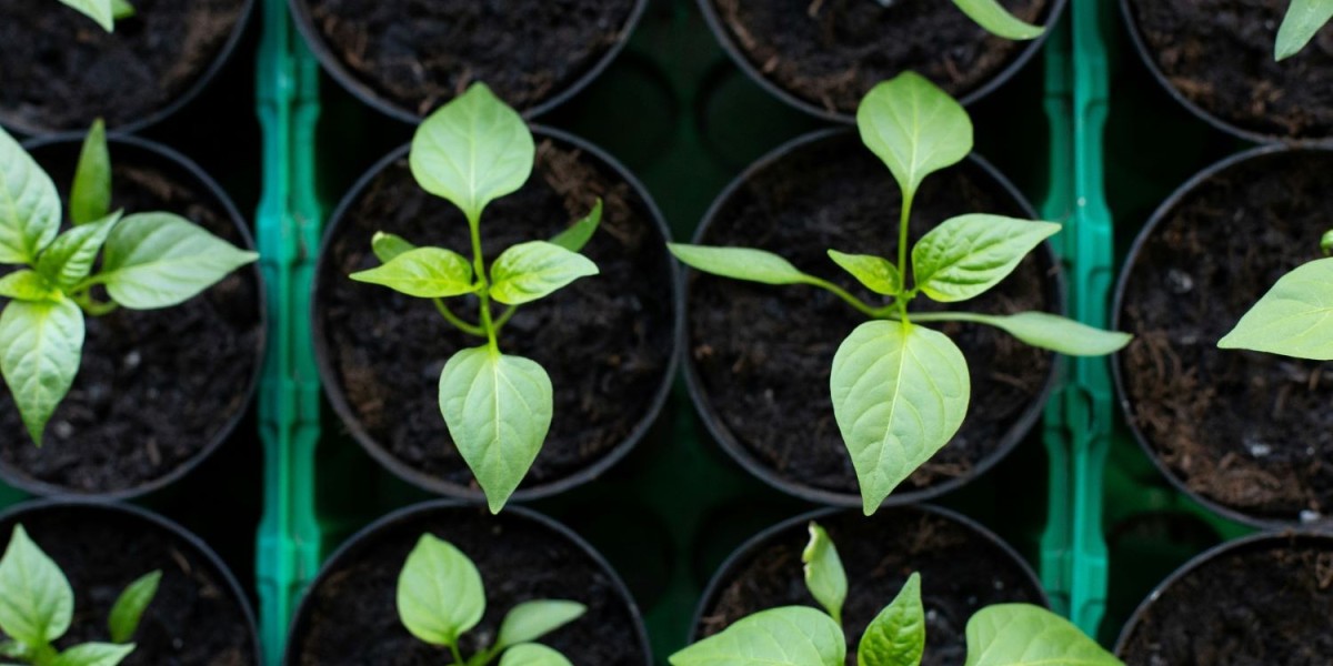 Why Organic and Natural Seeds Are Essential for a Healthy Home Garden