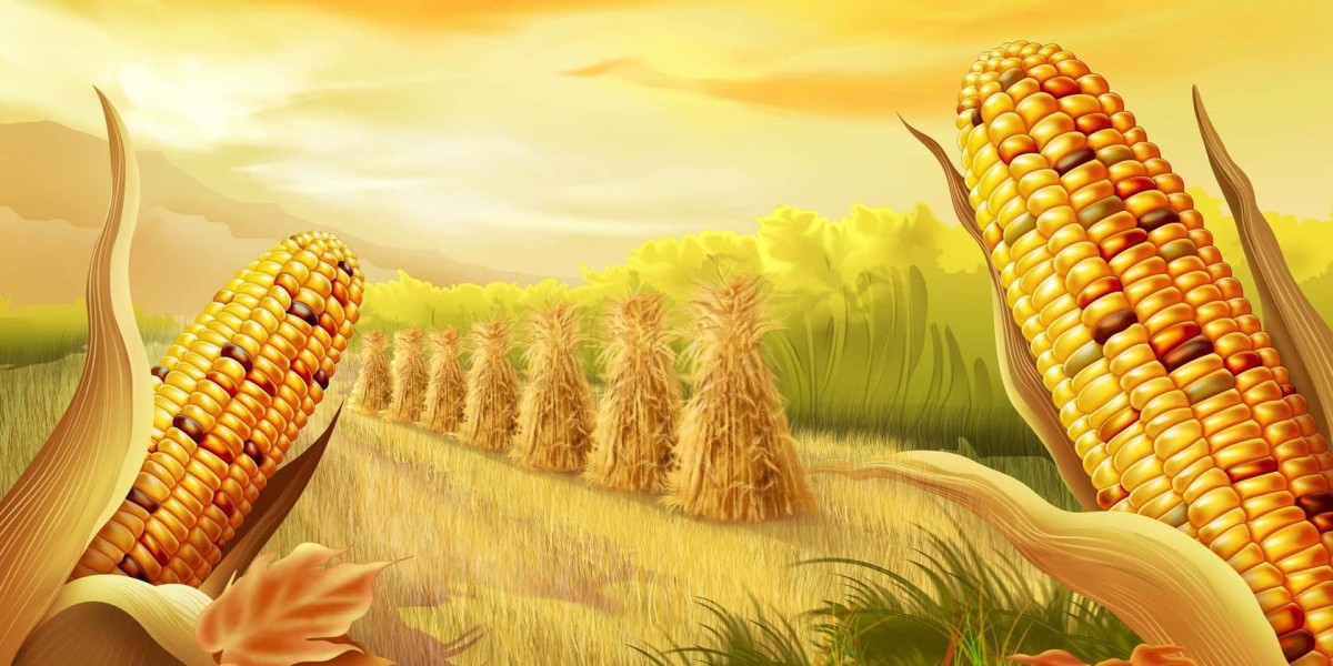 Corn Oil Market Trends: Insights and Future Prospects