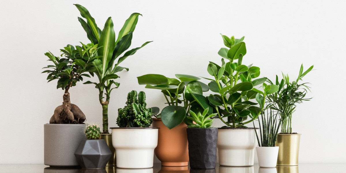 Artificial Plants Market: Facing Challenges from Sustainability, Authenticity, and Competition