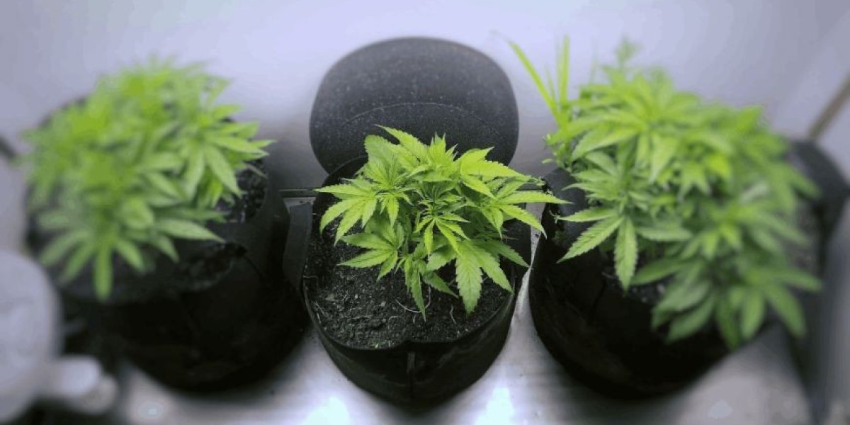 What You Need to Know: How, When, and Where to Get Weed from Dispensaries in Littleton, CO