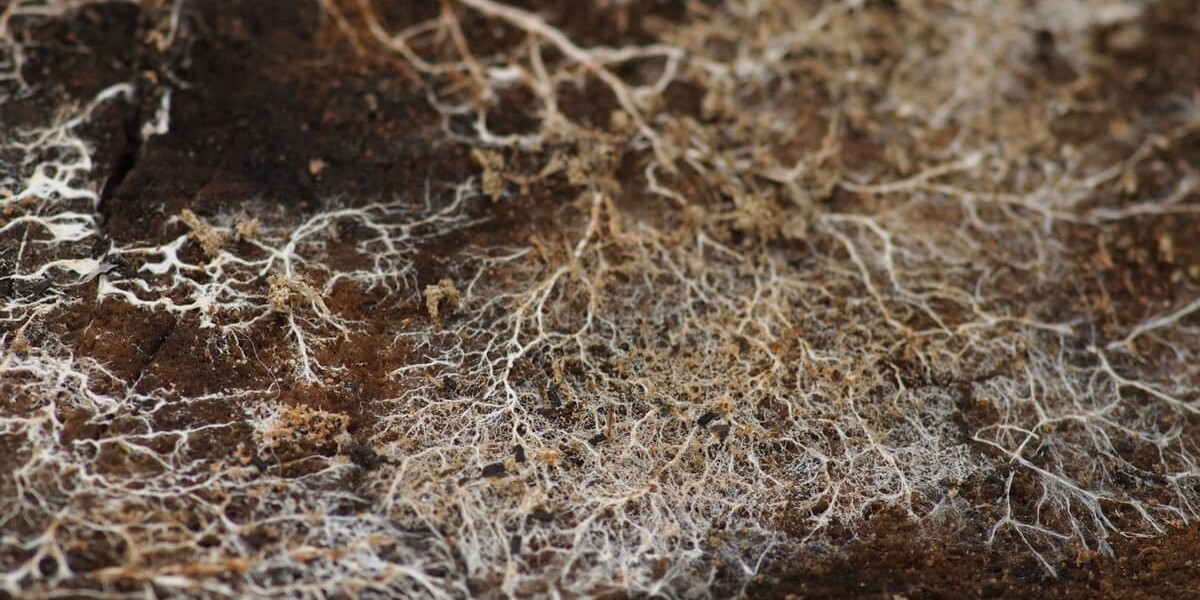 Mycelium Market Expansion: Growth Drivers and Key Industry Applications