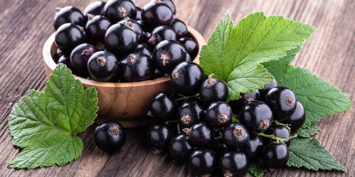 Blackcurrant Extract Market: Navigating Barriers to Sustainable Growth