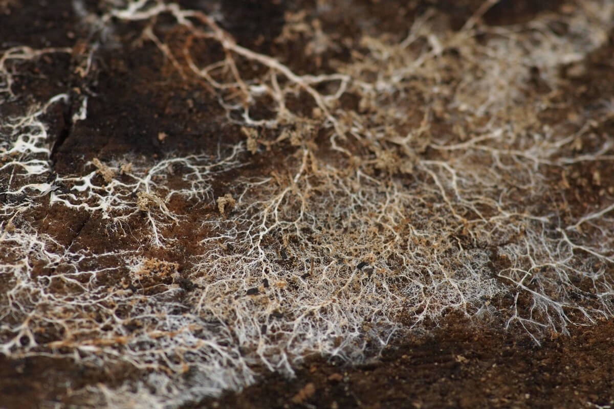 mycelium