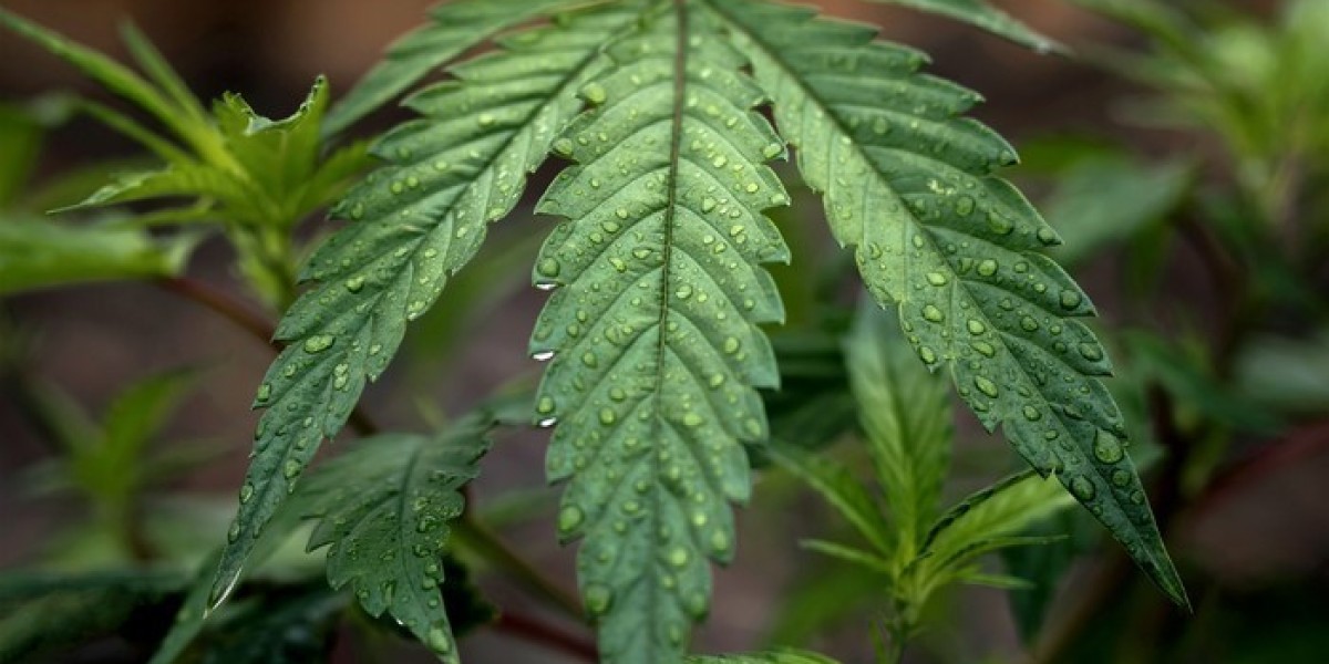 Self-Medication with Weed Among Adults in Durango’s Legal Dispensaries: A Guide to Safe and Responsible Use