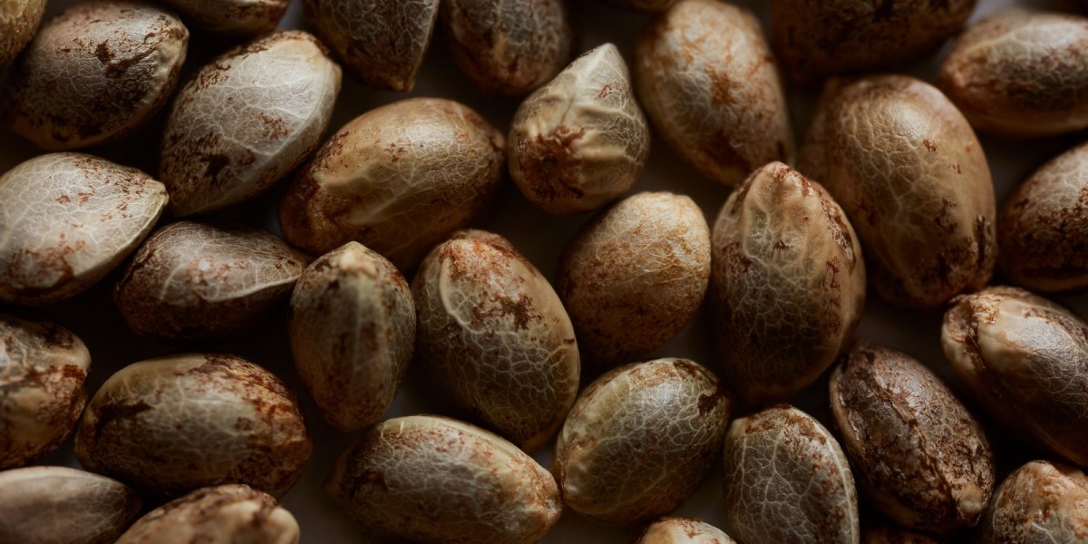 Cannabis Seeds Market Forecast: Impacting Factors, Growth Potential, and Long-Term Outlook