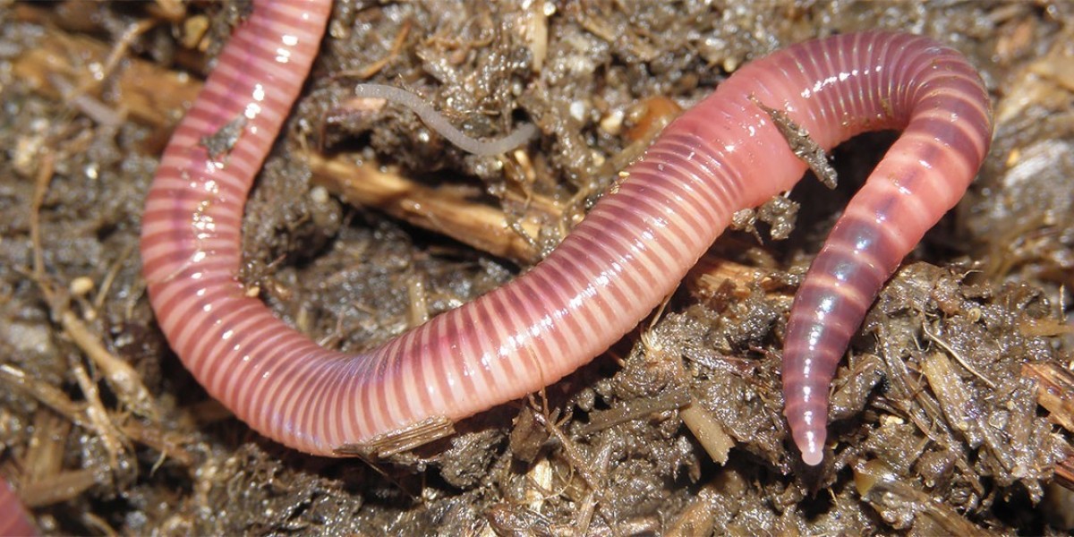 Earthworm Meal Market Forecast: Emerging Trends, Innovations, and Long-Term Outlook