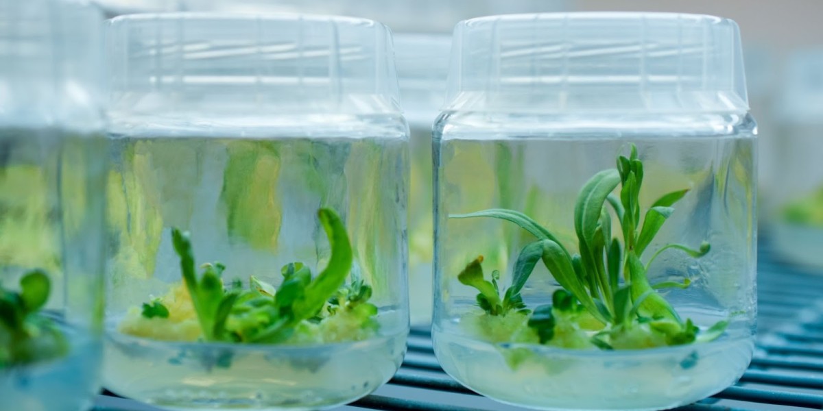 Plant Tissue Culture Market Overview
