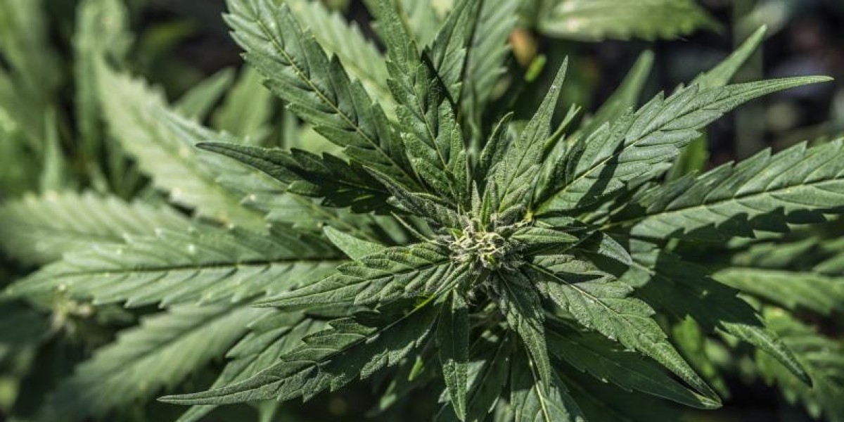 Exploring the Health Benefits and Risks of Weed: A Look at Erie, Colorado's Premier Dispensaries