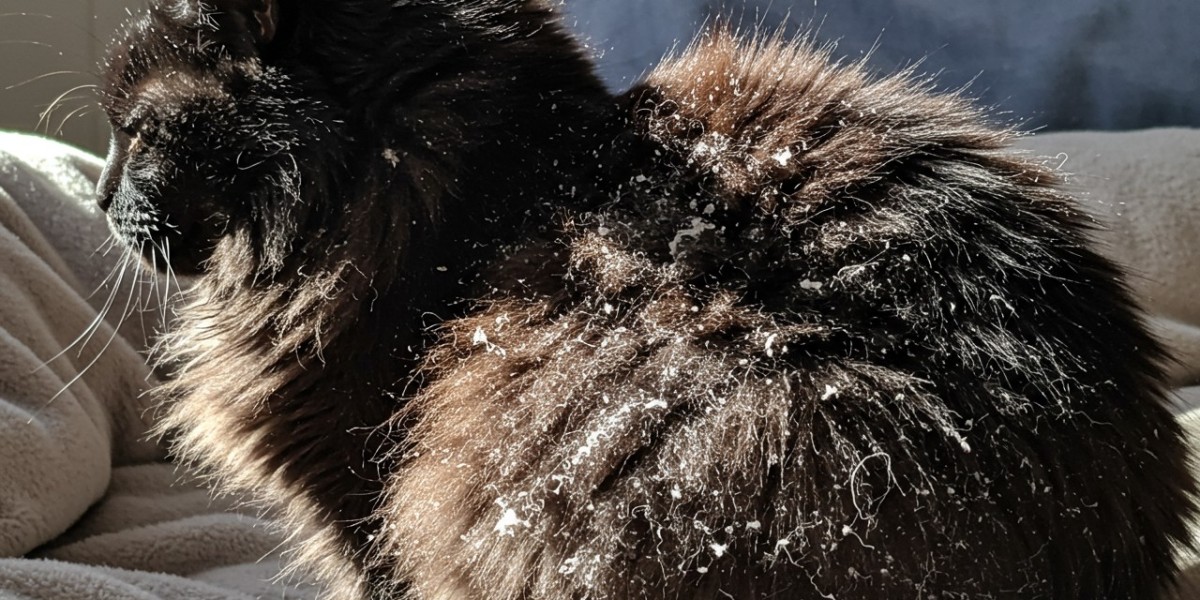 ¿Por qué mi gato tiene caspa en el cabello?