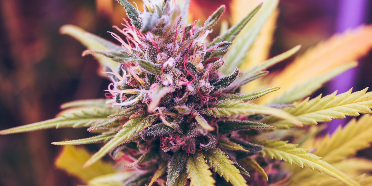 The Impact of Bronx Cannabis Delivery on Market Growth and Consumer Satisfaction