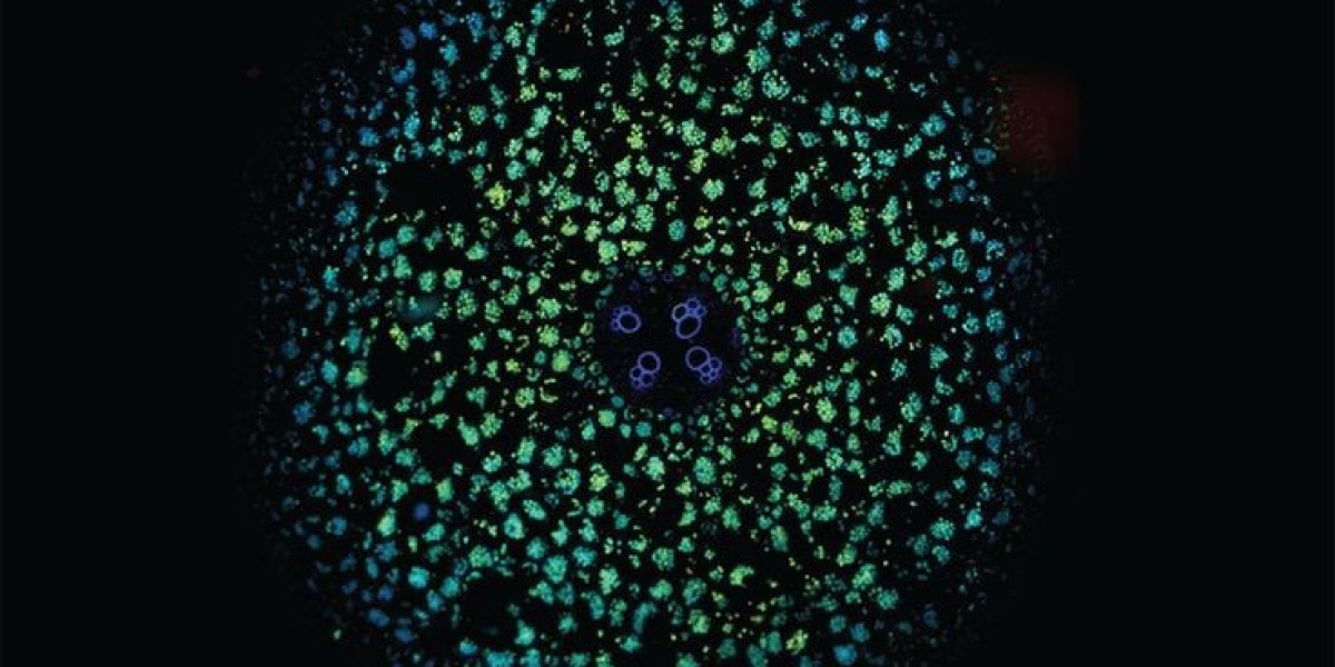 Biophotonics Market Opportunities and Challenges : Innovations, Investments,Regulatory Considerations for Growth