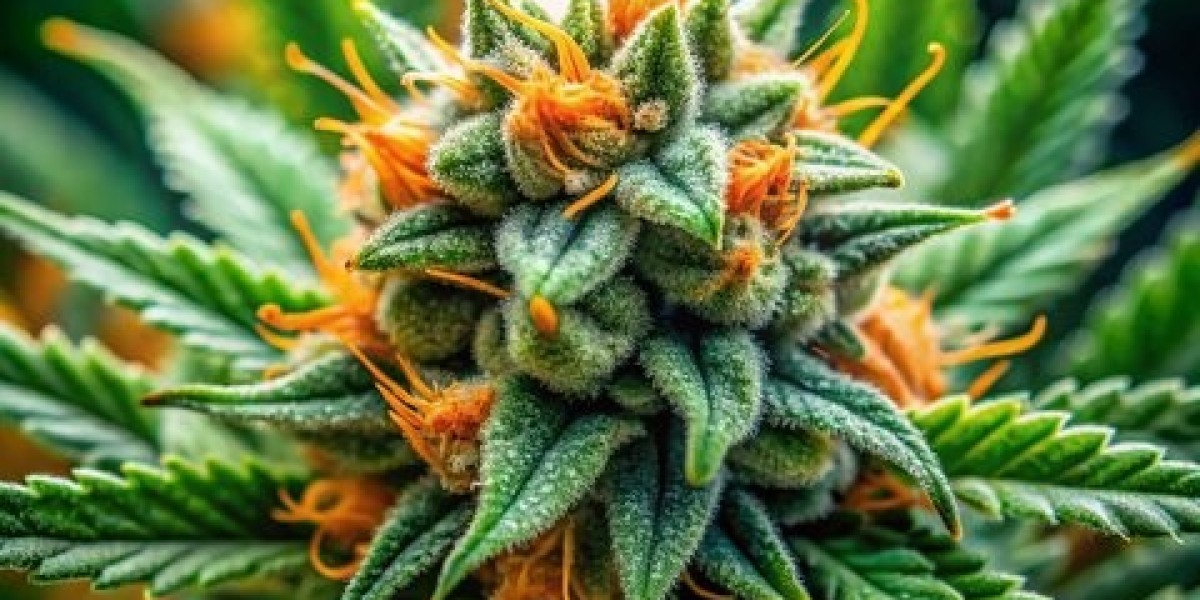 New Study Sheds Light on Weed Origins in Louisville, Colorado