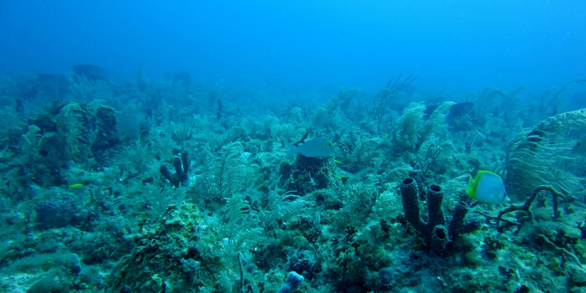 Marine Enzymes Market: Expanding Applications in Food, Pharma, and Biofuels