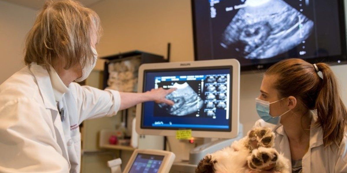 Global Veterinary Imaging Market Outlook: Advancements and Key Opportunities for 2031