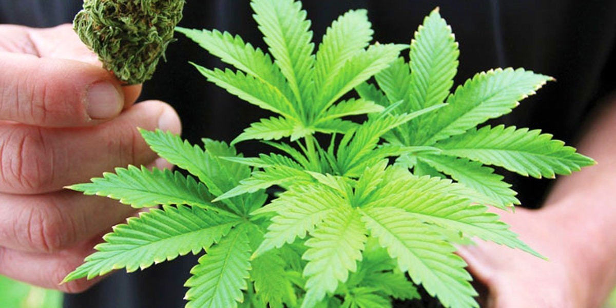 Fundamentals of Weed: Best Dispensaries in Englewood, Colorado Guide